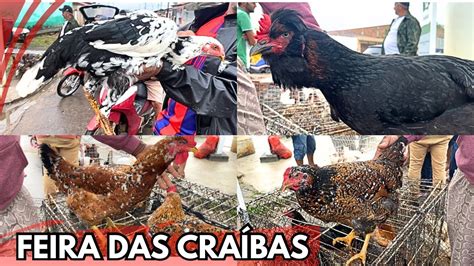 VEJA A FEIRA DAS GALINHAS DE CRAÍBAS AL nordeste BASTANTE AVÉS RARAS