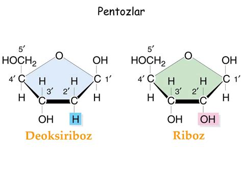 Pentozlar Nedir? (Pentozların Yapısı, Çeşitleri ve Özellikleri ...