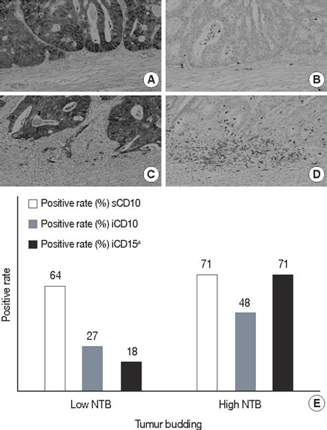 Figure From The Expression Of Cd And Cd Is Progressively