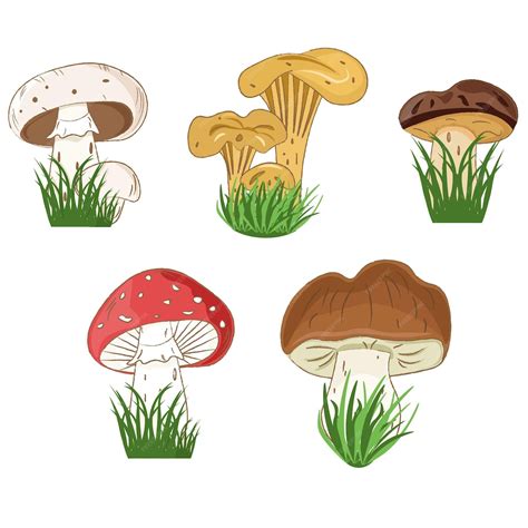 Premium Vector Set Of Various Mushrooms In The Grass