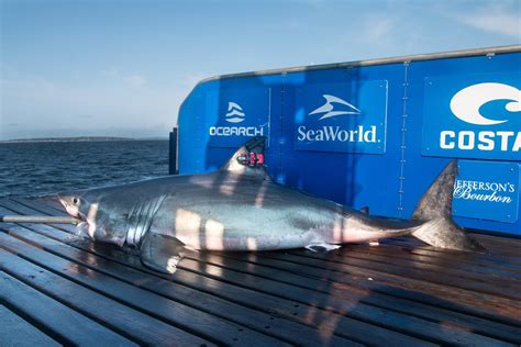 Ocearch Tagged Great White Shark Hali Reaches Hudson Canyon Off Nj