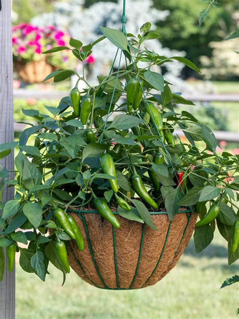 Pepper Hot Jalapeño Pot a Peño Hybrid Chives plant Gooseberry