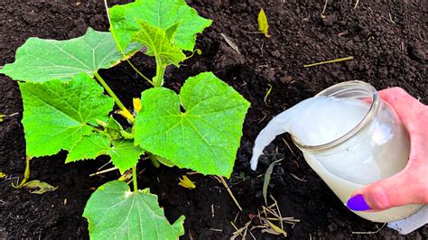 Почему появляется паутинный клещ на огурцах и что при этом делать ...