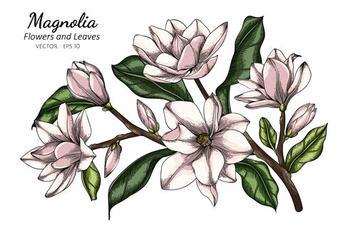 White Magnolia Flowers and Leaves Drawing 1104784 Vector Art at Vecteezy