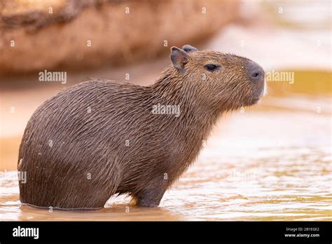 Capybara Hydrochaeris Hydrochaeris The Largest Rodent In The World