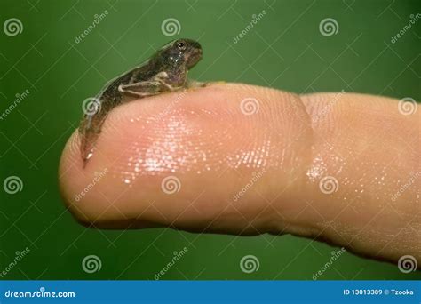 Tadpole Royalty Free Stock Images - Image: 13013389