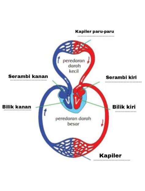 Gambar Sistem Peredaran Darah Manusia 55 Koleksi Gambar