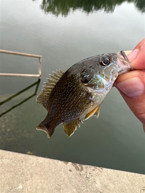 Northern Sunfish caught in Ontario : r/MicroFishing