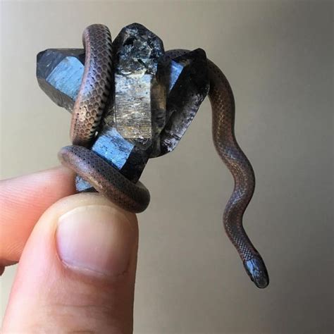 How Cute Are These Baby Snake And Crystal Pictures 😍 Reposted From