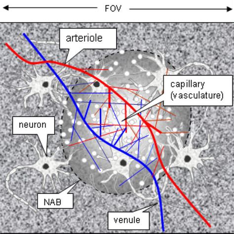 A 2d Illustration Of A Localized Neurovascular Coupling Model The