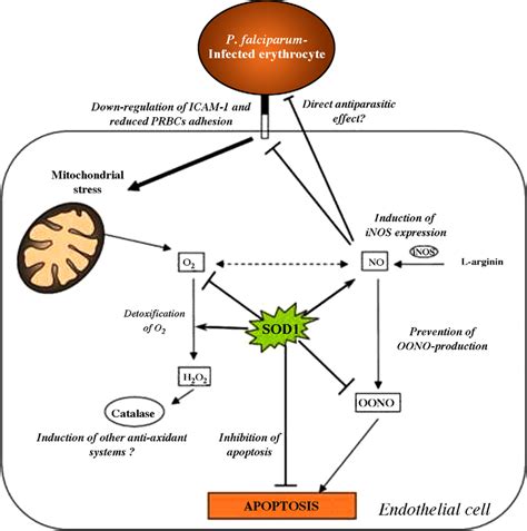 Hypothetical Schematic Representation Of Intracellular Mechanisms Of