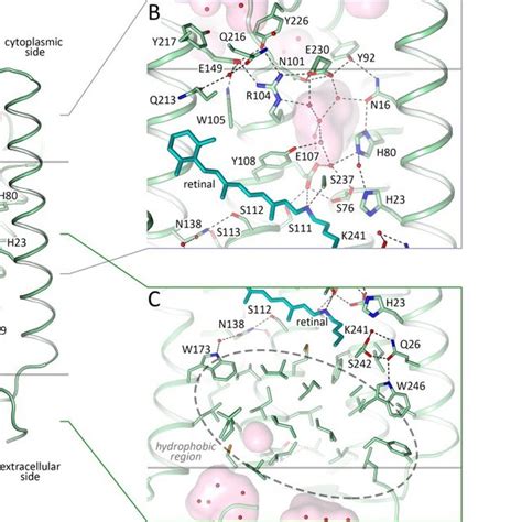 Structure of 48C12 protomer. A. Side view of the protomer in the ...