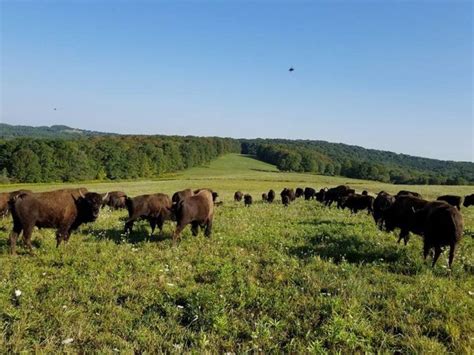 There’s A Bison Farm Near Buffalo And You’re Going To Love It | Farm ...