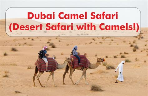 Dubai Camel Safari (Desert Safari with Camels!) Foreign Destinations