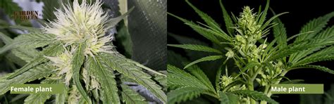 Sexing Cannabis How To Tell The Difference Between Male Vs Female Cannabis Plants Garden Of