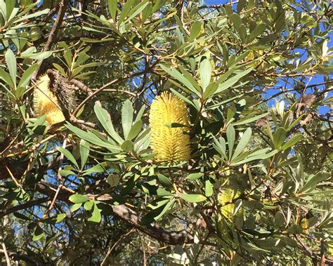 Banksia Integrifolia Gardensonline