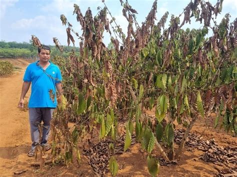 Caf Entenda Quais S O Os Danos Potenciais Do Clima No Vietn Safra