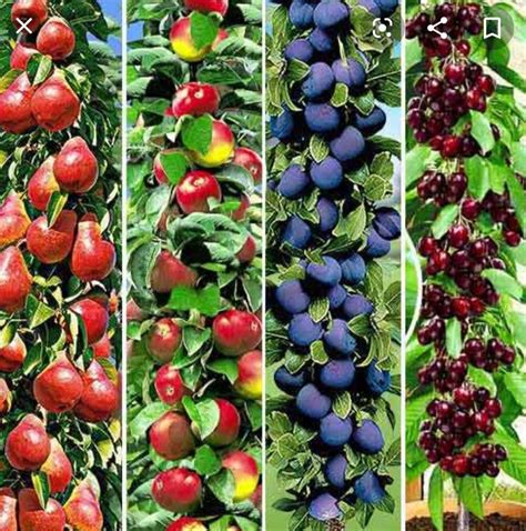 Owocowe Drzewa Kolumnowe Farm Gardens Garden Planning Fruit Trees