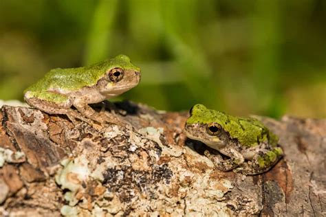 Baby Tree Frog Habitat Cheapest Dealers | nationaldefensepac.org