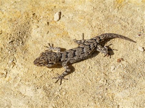 Kotschy S Gecko Mediodactylus Kotschyi Stock Image Image Of Outdoor