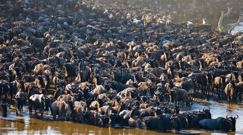 La Manada Grande Del ñu Está Sobre Mara River Gran Migración Kenia