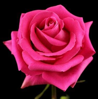 A Single Pink Rose Is Shown Against A Black Background