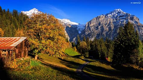 Dom Wieś Grindelwald Alpy Berneńskie Kanton Berno Drzewa