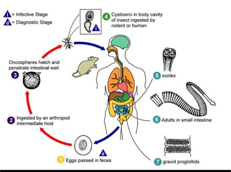 Hymenolepis Diminuta Life Cycle