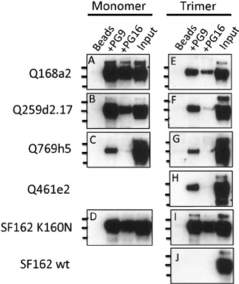 Interaction In Solution Of Pg9 And Pg16 With Monomeric And Trimeric