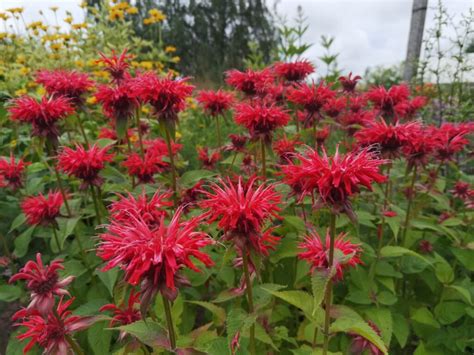 Monarda Gardenview Scarlet Gėlių Dvarelis