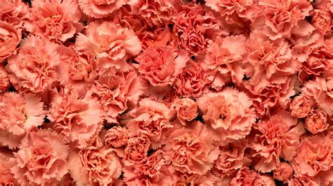 Красные цветы гвоздики - 61 фото