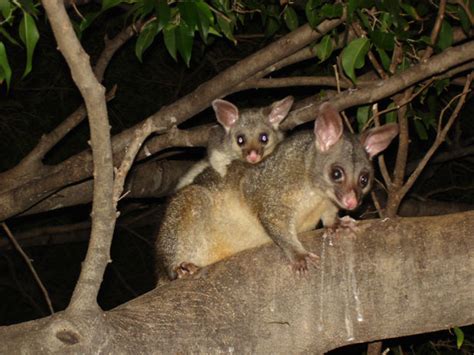 Brushtail Possums Free Stock Photo Public Domain Pictures