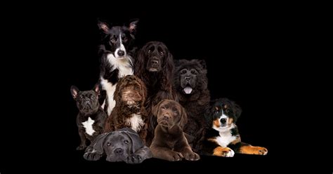 Choosing the Right Pup: Mutts, Mixed Breeds, or Designer Dogs?
