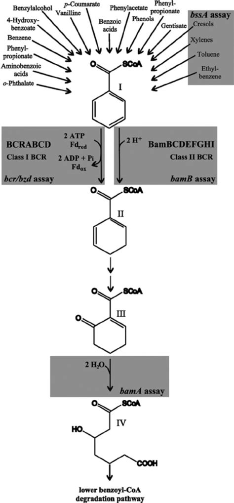 Degradation Of Selected Aromatic Compounds Via The Benzoyl Coa