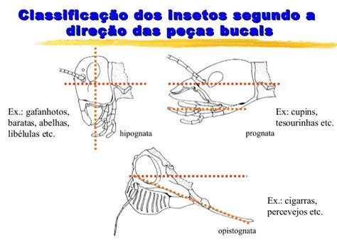 Aula 4 Morfologia Externa