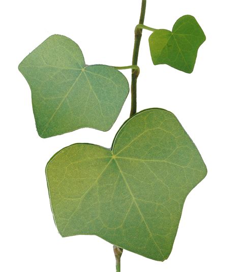 Free Ivy Cliparts Download Free Ivy Cliparts Png Images Free Cliparts