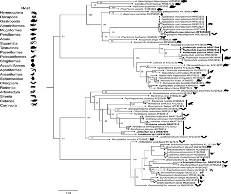 Phylogenetic tree based on the ML analysis constructed on partial large ...