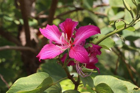 Rbol De Orqu Deas O Flores Bauhinia Variegata En Flor En Primavera