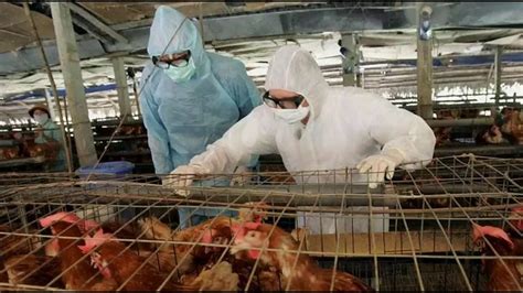 Disease X Terrifying New Strain Of Bird Flu