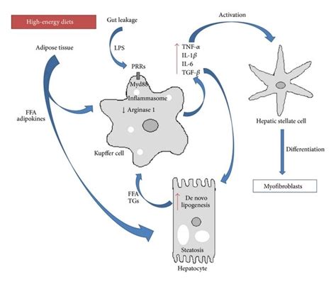 Kupffer Cells And Inflammation In NAFLD Kupffer Cells Integrate A