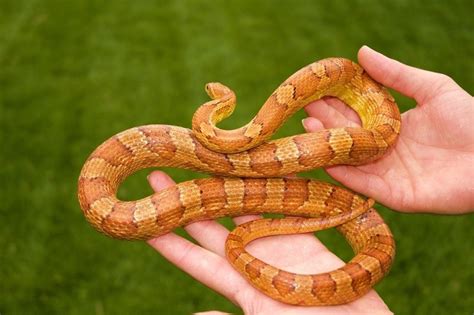 Reasons Corn Snakes Make Great Pets Vivarium World