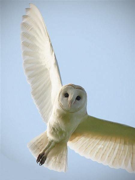 ×Белое Крыло× | Barbagianni, Rapaci, Foto di uccelli