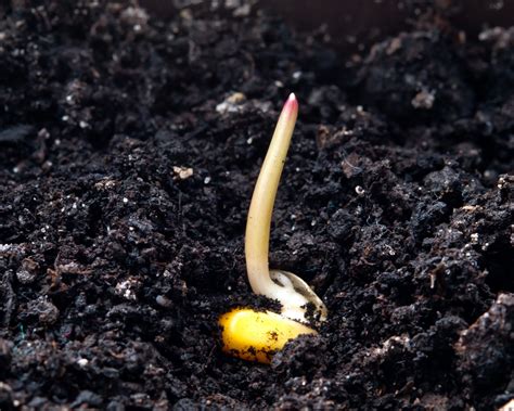 Seed Germination Of Corn