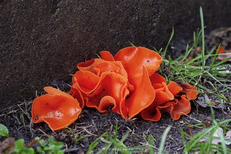 Aleuria Aurantia Aleuria Aurantia Orange Peel Fungus P Flickr