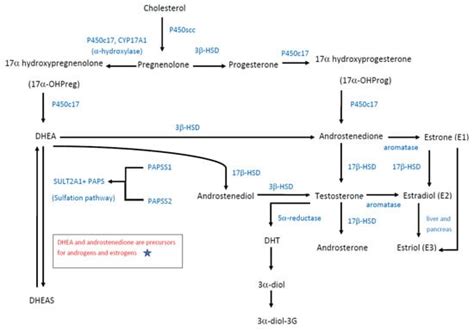 The Utilization Of Dehydroepiandrosterone As A Sexual Hormone Precursor