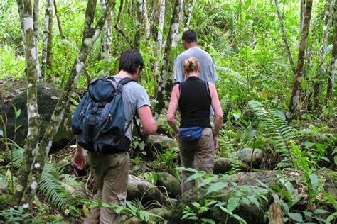 Medan Visite privée visite d une demi journée Bukit Lawang et Orang