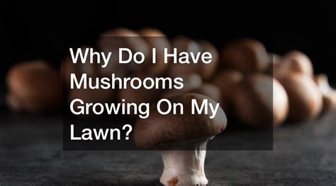 Why Do I Have Mushrooms Growing On My Lawn Free Infographic