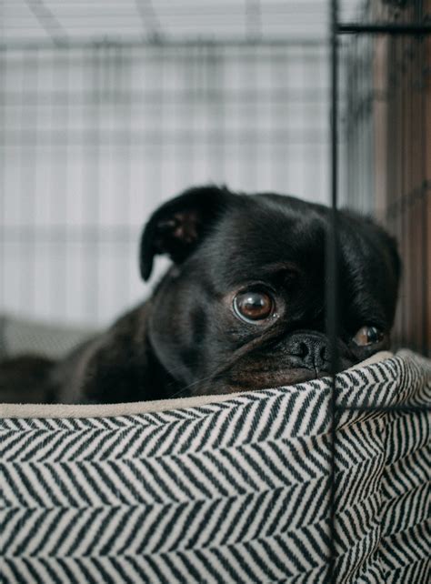 Adopting vs Buying a pet. What is the difference?