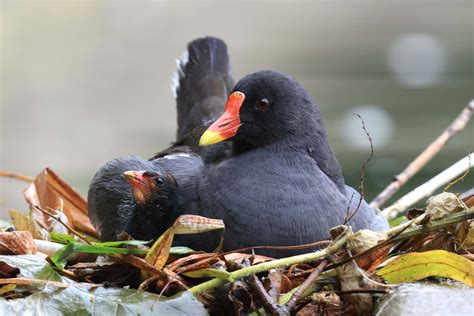 Thursday Th August Cornwall Birds Cbwps