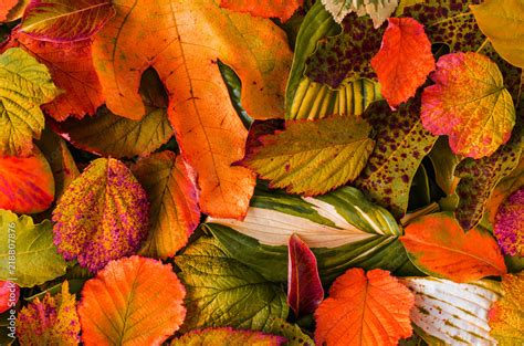 Texture of the leaves in early autumn. Stock Photo | Adobe Stock